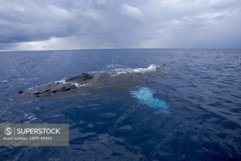 Atlantic humpback whale surfaces to breathe in the Caribbean Sea. Megaptera novaeangliae. Silver Bank Humpback Whale Sanctuary, Dominican Republic.