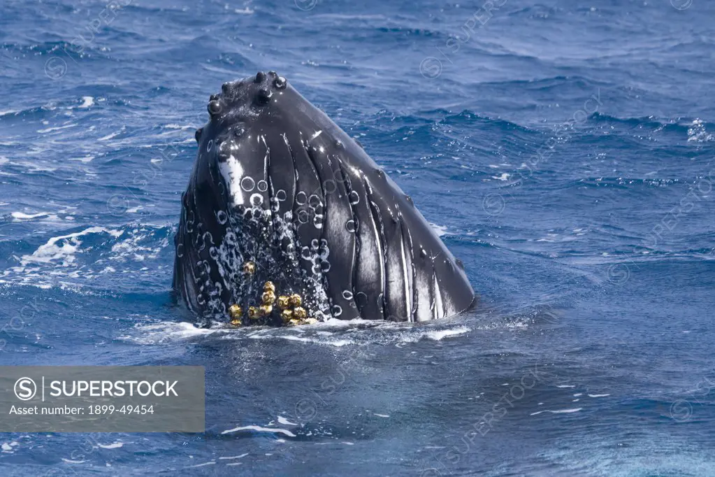 Spy-hopping humpback whale, showing pleats and an encrustation of barnacles on the whale's throat. Megaptera novaeangliae; Coronula species Silver Bank Humpback Whale Sanctuary, Dominican Republic.