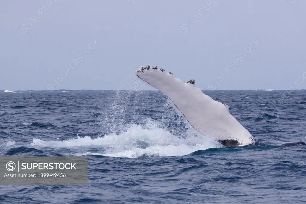 Fin-slapping behavior of an Atlantic humpback whale. Megaptera novaeangliae. Silver Bank Humpback Whale Sanctuary, Dominican Republic.