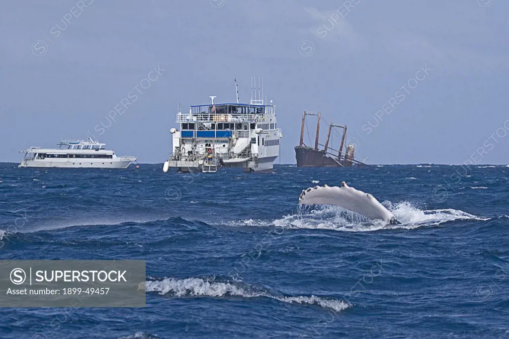 Fin-slapping behavior of an Atlantic humpback whale, with two live-aboard whale-watching ships in the background near a wrecked Japanese freighter. Megaptera novaeangliae. Ships are, left to right, the Aggressor II, the Nekton Rorqual, and the Kinsei Maru which ran aground on the reef in the early 1980s. Silver Bank Humpback Whale Sanctuary, Dominican Republic.