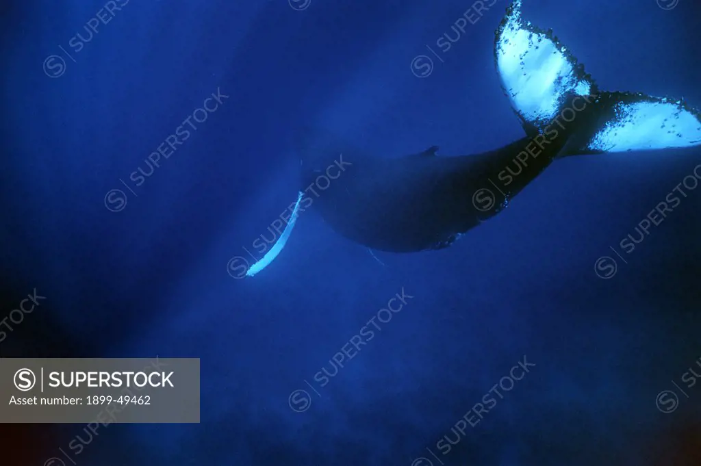 Tail, fluke, of an Atlantic humpback whale. Megaptera novaeangliae. Silver Bank Humpback Whale Sanctuary, Dominican Republic.