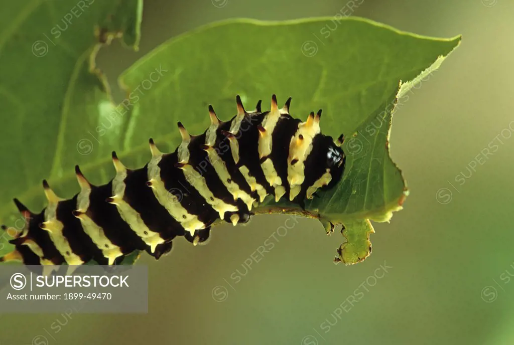 Caterpillar of a tropical butterfly. Species unidentified. Photographed at a butterfly farm. La Selva Reserve, Amazon Basin, Rio Napo drainage, Ecuador, South America.