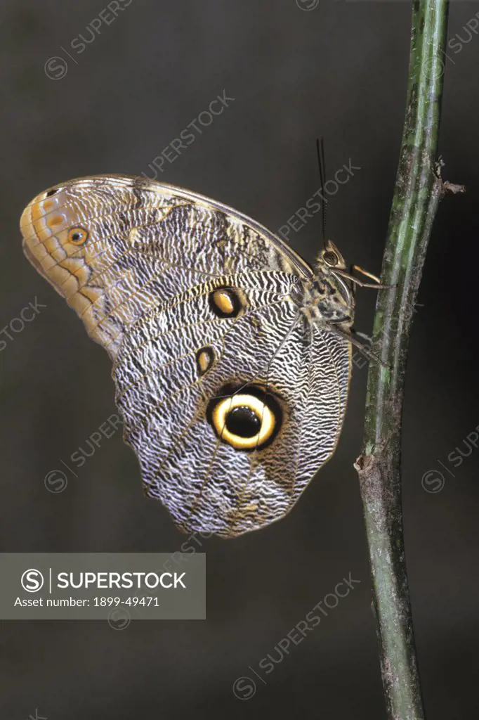 Giant owl butterfly. Caligo idomeneus. La Selva Reserve, Amazon Basin, Rio Napo drainage, Ecuador.  See ECU-0022 for view of open wings.