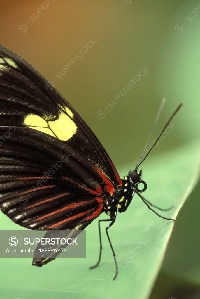 Doris longwing butterfly resting leaf in the rainforest. Laparus doris, also known as Heliconius doris. Native to northwestern South America and north to southern Mexico. La Selva Reserve, Amazon Basin, Rio Napo drainage, Ecuador, South America.