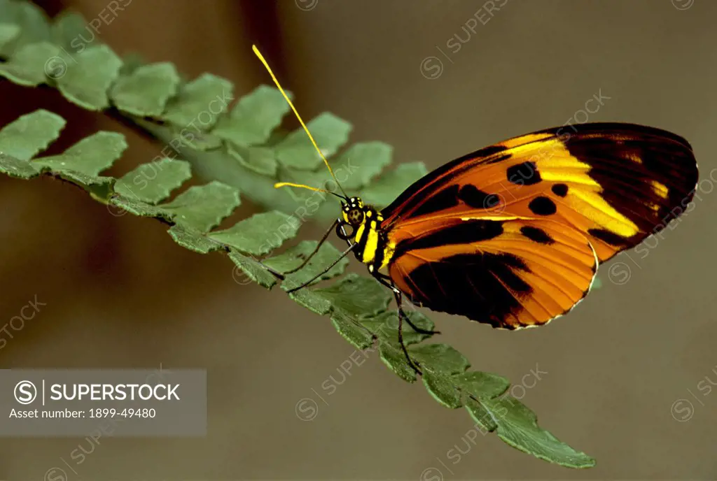 Numata longwing butterfly on a fern frond. Heliconius numata. This unpalatable tropical butterfly co-mimics other unpalatable tiger-pattern butterflies in the genus Melinaea. Butterfly farm, La Selva Reserve, Rio Napo drainage, Amazon Basin, Ecuador. Photographed under controlled conditions