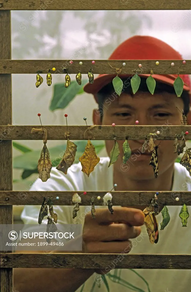 Quechua-speaking Native American working at a butterfly farm in the Amazon Basin. Butterfly crysalises are hung on racks for observation through metamorphosis. Photographed with permission, June 1993. La Selva Reserve, Rio Napo drainage, Ecuador, South America.