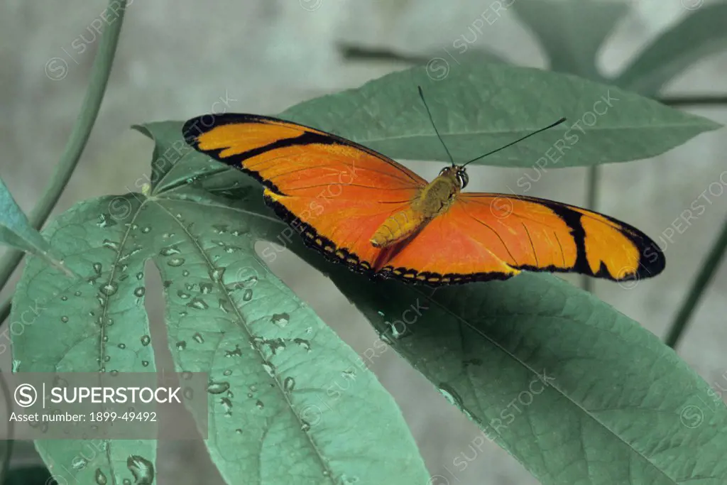 Flambeau butterfly, also known as the julia butterfly, resting on a passion vine leaf. Dryas julia. Native to Central America, South American, and Caribbean islands. La Selva Reserve, Amazon Basin, Rio Napo drainage, Ecuador. Photographed under controlled conditions