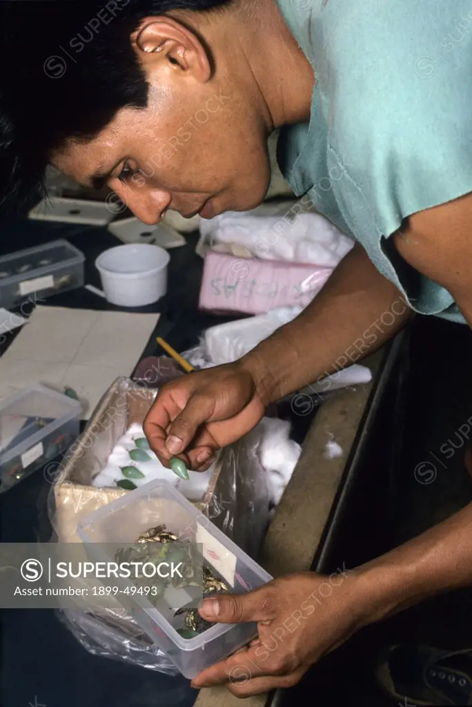 Quechua-speaking Ecuadorian native Gerardo Illanes packs live butterfly chrysalises for shipment to butterfly houses overseas.  Upon arrival, chrysalises will be hung for hatching and the live butterflies released for public exhibition. La Selva Reserve, Amazon Basin, Rio Napo drainage, Ecuador. June 1993. Photographed under controlled conditions