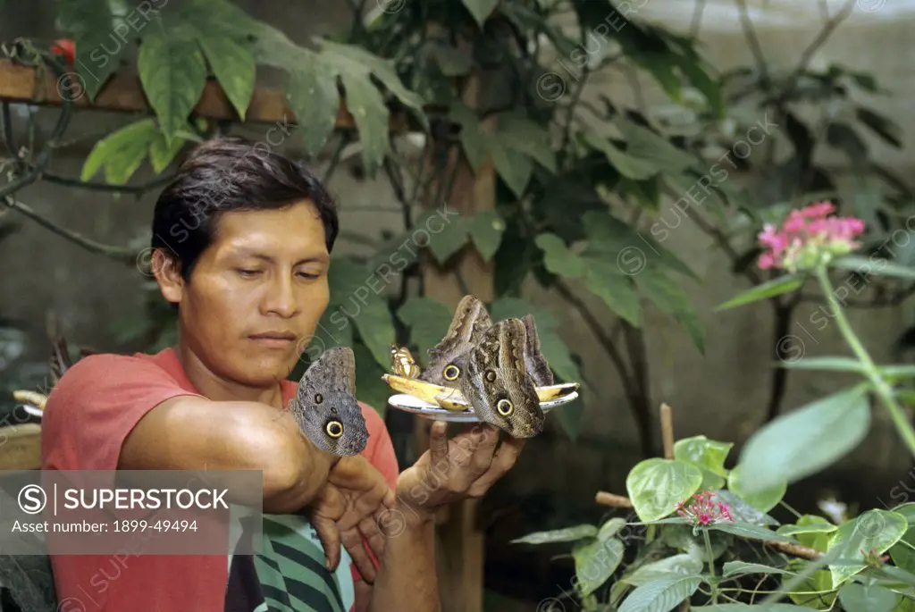 Quechua-speaking native American employed at a butterfly breeding facility in South America. Caligo idomeneus. Butterfly feeding time. La Selva Reserve, Amazon Basin, Rio Napo drainage, Ecuador. June 1993. Photographed under controlled conditions