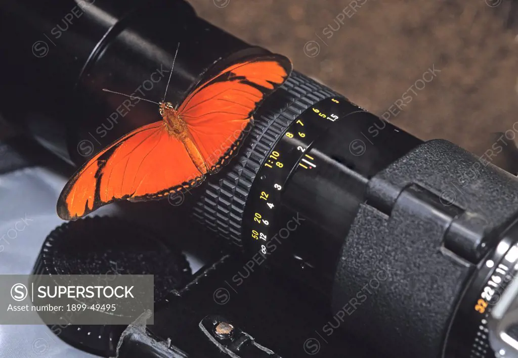 Flambeau butterfly (also known as Julia butterfly) rests on a 200mm Nikkor macro lens, where it is collecting mineral salts from the photographer's perspiring hands. Dryas julia. Native to Central America, South American, and Caribbean islands. La Selva Reserve, Rio Napo drainage, Amazon Basin, Ecuador.