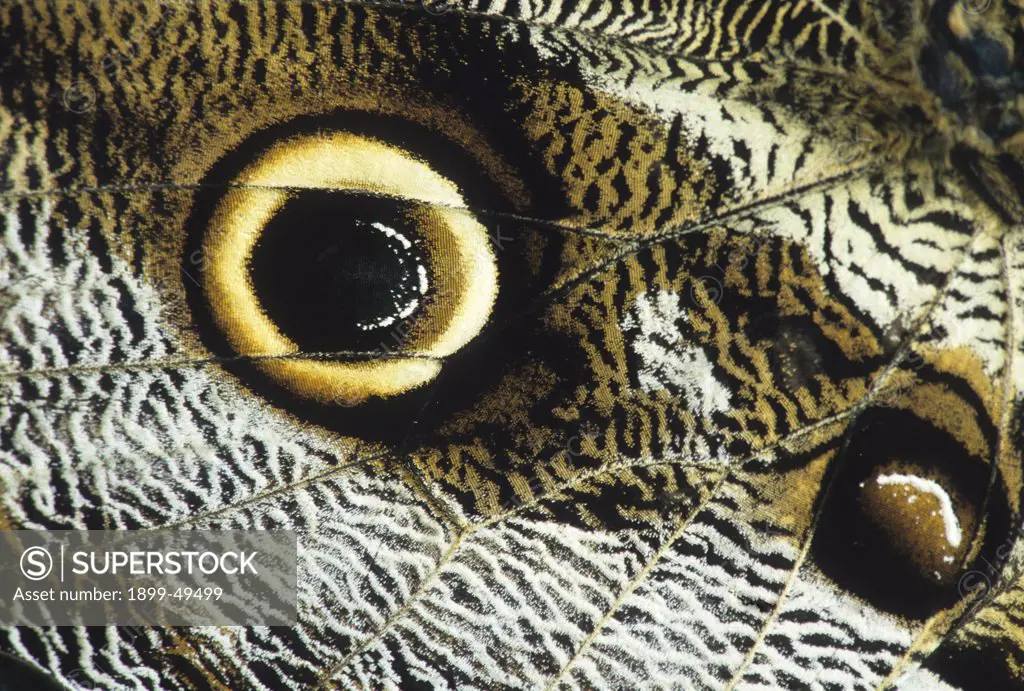 Eye spot on the outer hindwing of a giant owl butterfly. Caligo idomeneus. La Selva Reserve, Amazon Basin, Rio Napo drainage, Ecuador.