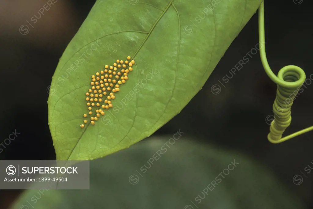 Doris longwing butterfly eggs on a passion vine leaf. Laparus doris, also known as Heliconius doris. Native to northwestern South America and north to southern Mexico. La Selva Reserve, Amazon Basin, Rio Napo drainage, Ecuador, South America.