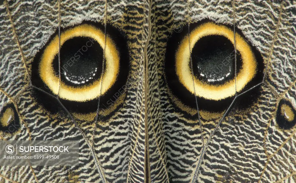 Eye spots on the outer hindwings of a giant owl butterfly. Caligo idomeneus. La Selva Reserve, Amazon Basin, Rio Napo drainage, Ecuador. Photographed under controlled conditions