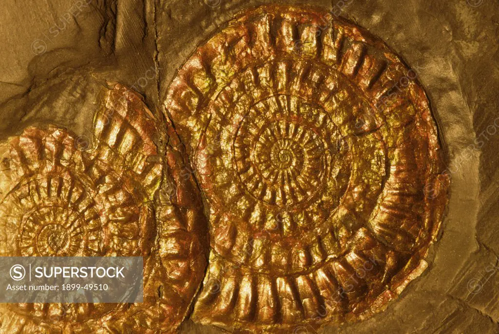 Ammonite fossils with iridescent shell layer intact. Ammonoidea species. Jurassic Period, 144 to 208 million years ago. Lyme Regis, Dorset, England, UK.