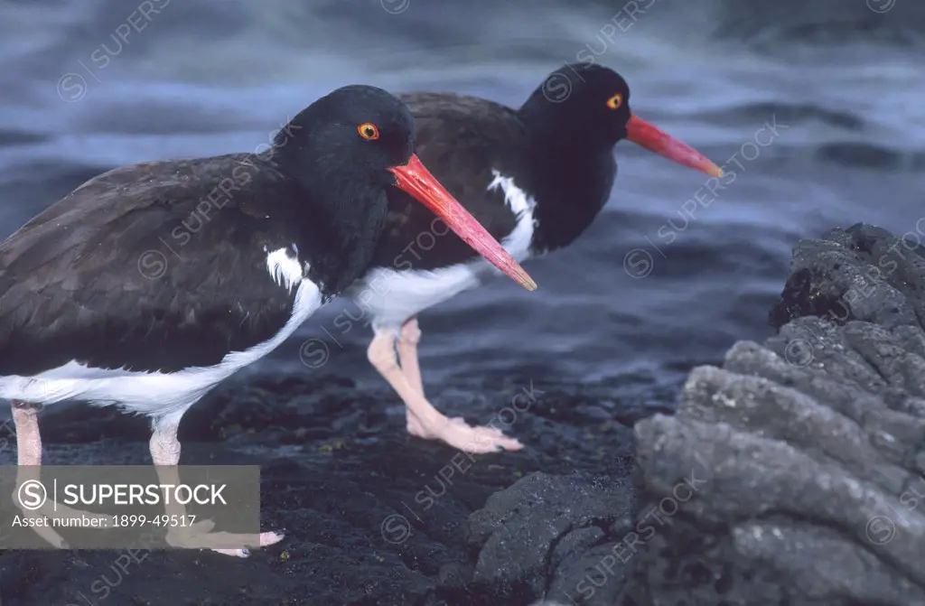 Pair of Galapagos oystercatchers, formerly considered American oystercatchers, foraging among lava rocks in the Galapagos. Haematopus galapagensis, formerly known as Haematopus palliatus. Sullivan Bay, James Island, Santiago Island, Galapagos Archipelago, Ecuador.