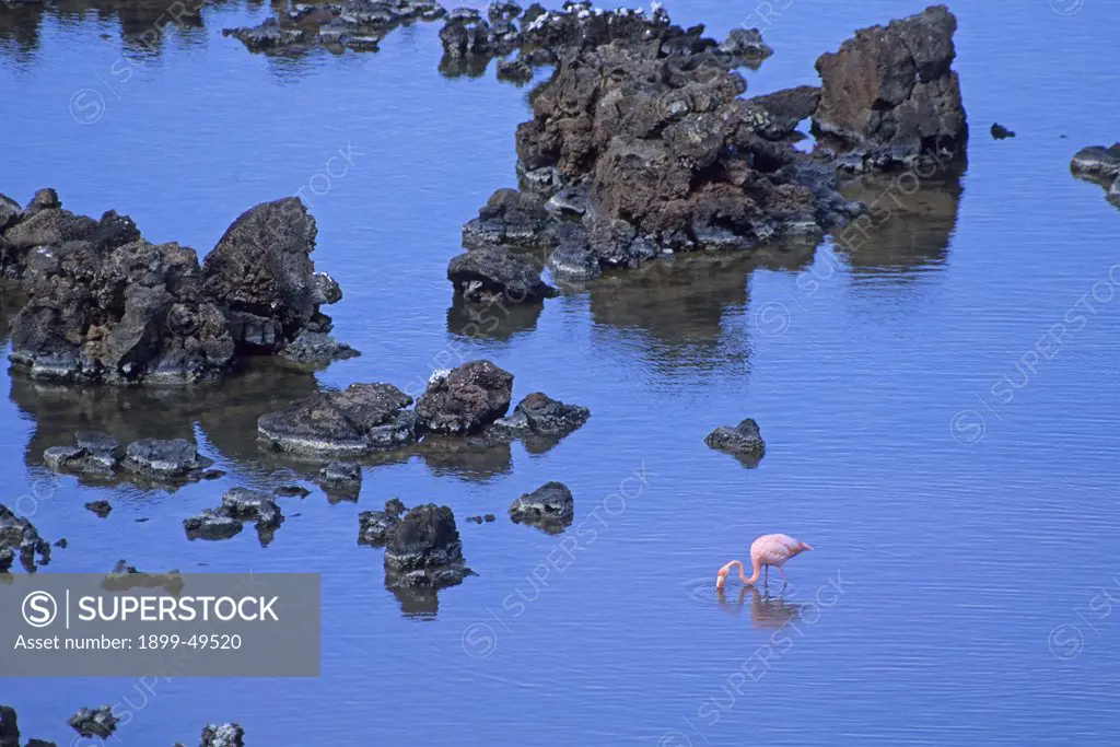 Flamingo feeding in a shallow lagoon among islands of lava. Phoenicopterus ruber. Isla Floreana, Galapagos Islands, Ecuador.