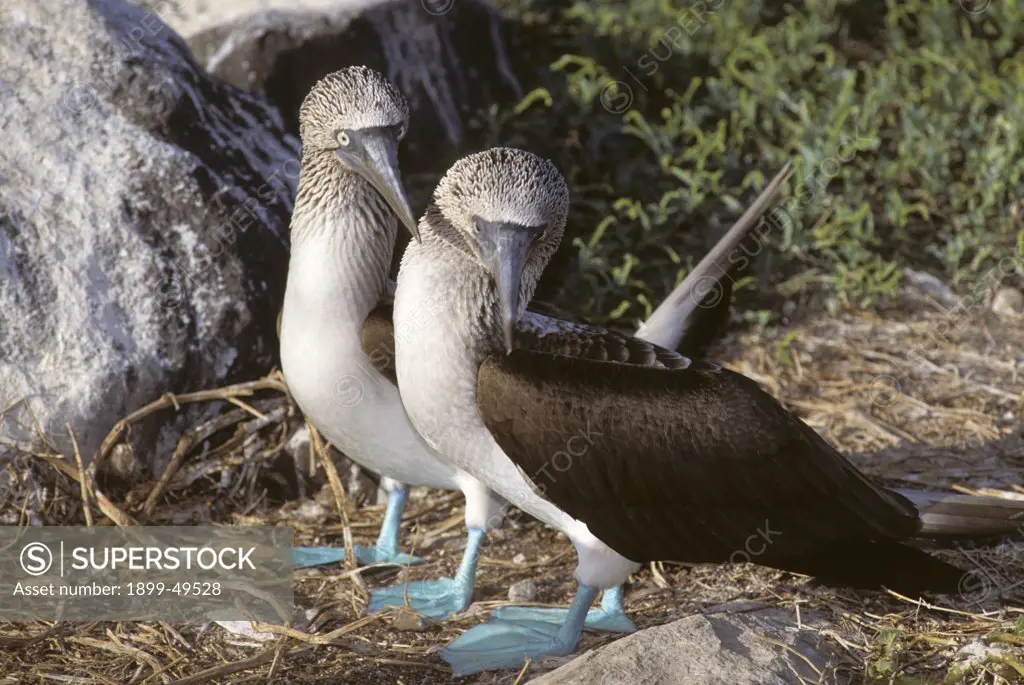 Courting pair of blue-footed booby birds. Sula nebouxii. Espanola Island, Hood Island, Galapagos Archipelago, Ecuador.