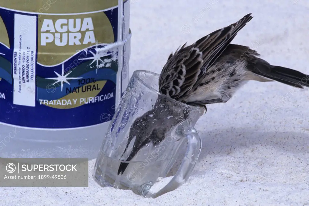 A fearless and thirsty Hood mockingbird drinks from a visitor's glass of water on the beach. Nesomimus macdonaldi. Espanola Island, Galapagos Archipelago, Ecuador.