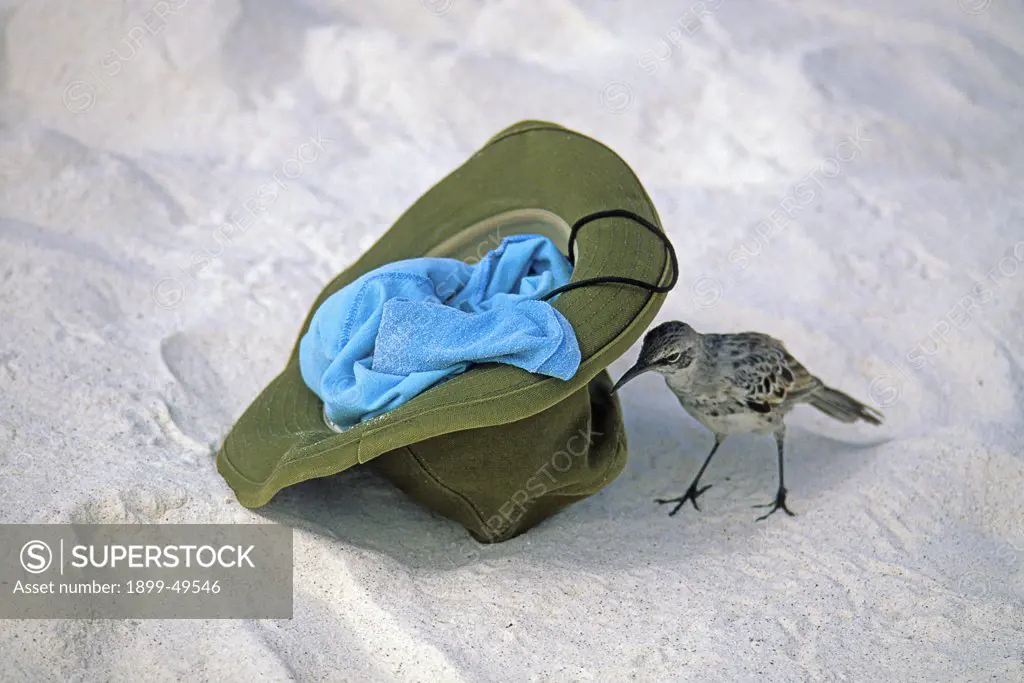 Curious Hood mockingbird inspects a visitor's hat on beach. Nesomimus macdonaldi. Espanola Island, Galapagos Archipelago, Ecuador.