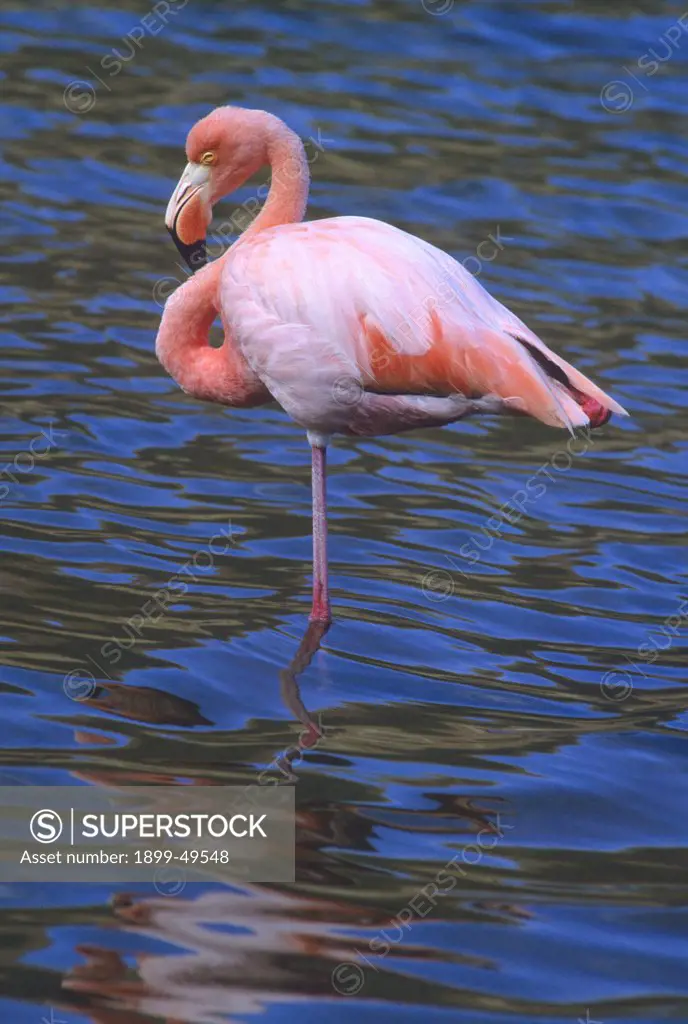 American flamingo, also known as the Caribbean flamingo, sleeping while standing on one leg. Phoenicopterus ruber. Isla Floreana, Galapagos Islands, Ecuador.