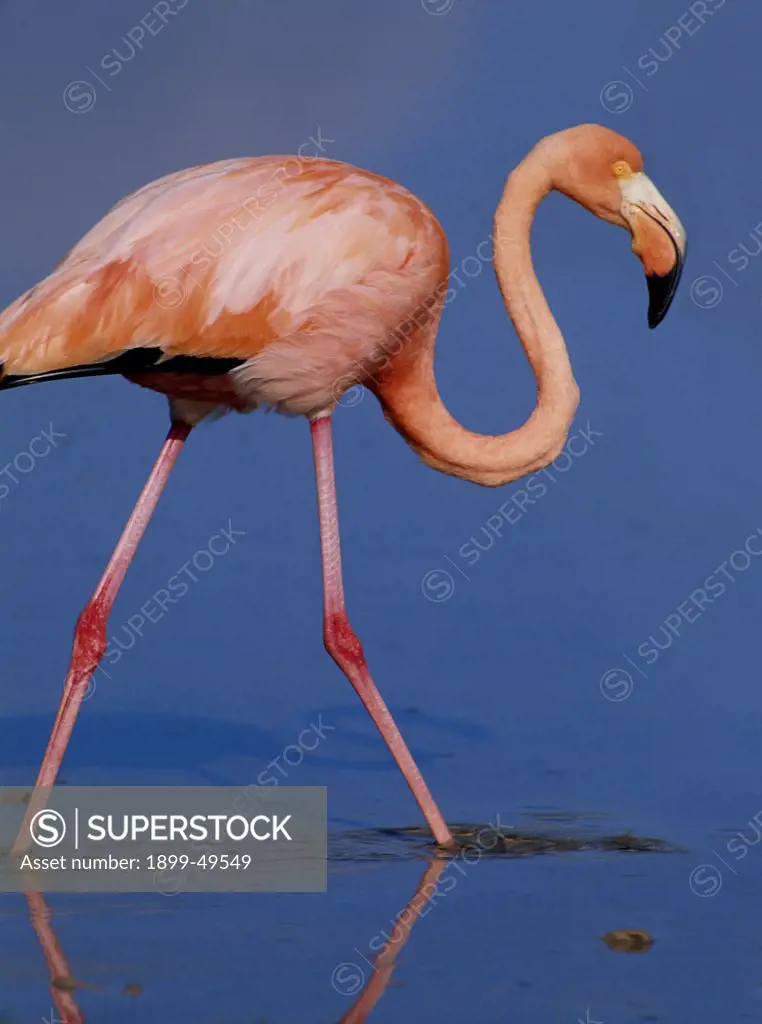 American flamingo, also known as the Caribbean flamingo. Phoenicopterus ruber. Isla Floreana, Galapagos Islands, Ecuador.