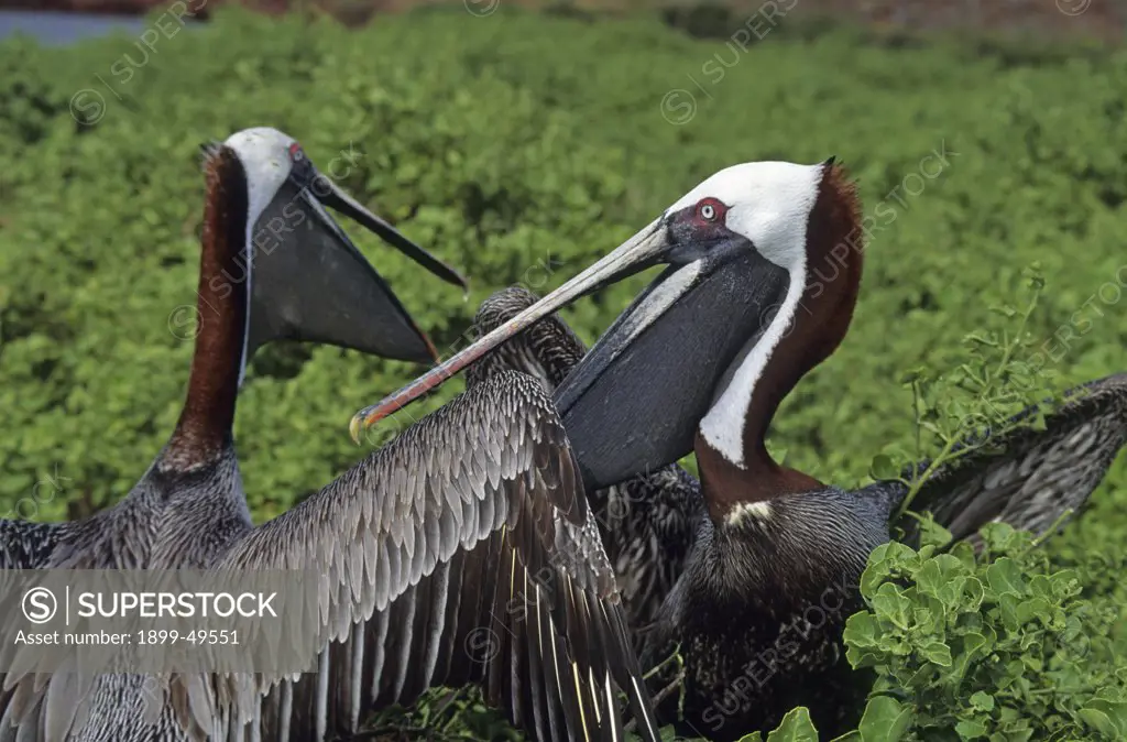 Aggression, possibly courtship behavior, between two Galapagos brown pelicans in breeding plumage. Pelecanus occidentalis urinator. Rabida Island, Jervis Island, Galapagos Archipelago, Ecuador.