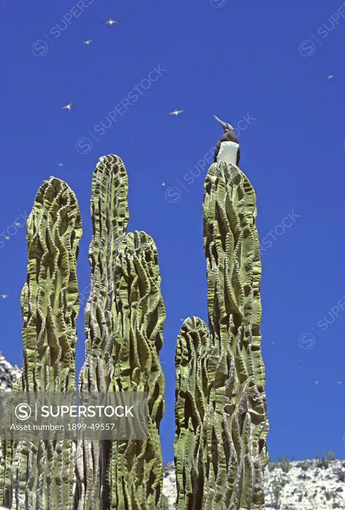 Brown booby bird sitting atop a unusual, wavy, mutant cardon cactus on a Sonoran Desert island. Sula leucogaster brewsteri, Pachycereus pringlei. Flying brown boobies seen in sky background. San Pedro Martir Island National Biosphere Reserve, Islas del Golfo de California Reserve, Sea of Cortes, Mexico.