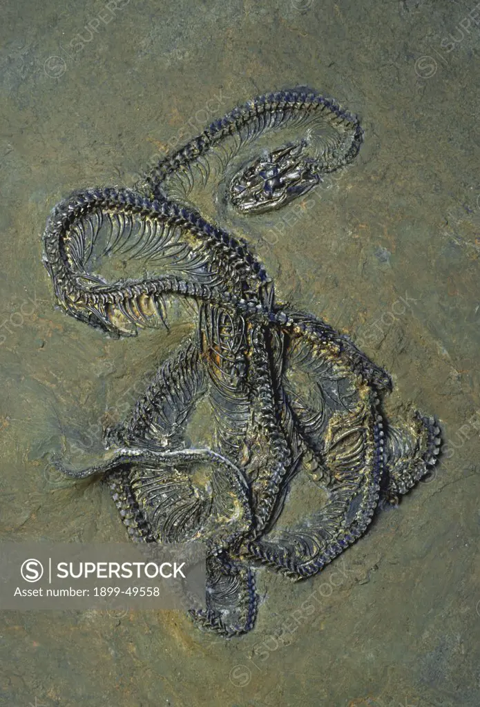 Venomous snake fossilized in oil shale. Specimen diameter 32cm; Eocene Epoch, 56 to 34 million years ago. Undescribed species. Messel Pit, Germany.  (Specimen courtesy of Andreas Guhr, Hamburg, Germany).