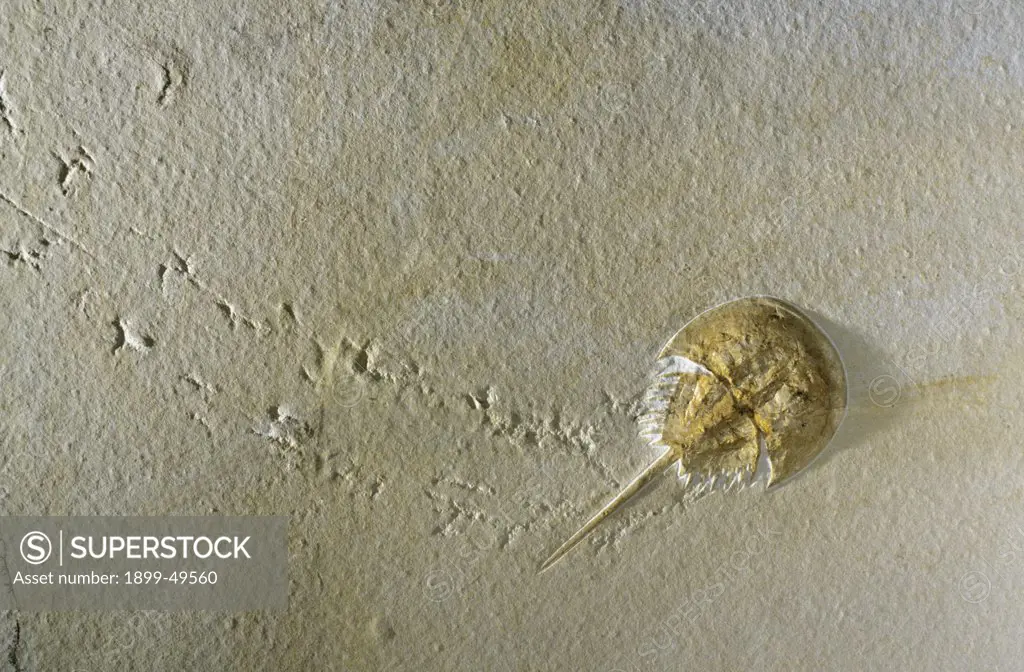 Fossilized horseshoe crab, 15 centimeters long, with its trackway preserved in lithographic limestone. Mesolimulus walchi. Found in Solnhofen Formation, an ancient saltwater lagoon of Upper Jurassic Period, 161 to 145 million years ago. Solnhofen, Germany.  (Specimen courtesy of Raimund Albersdoerfer, Germany).