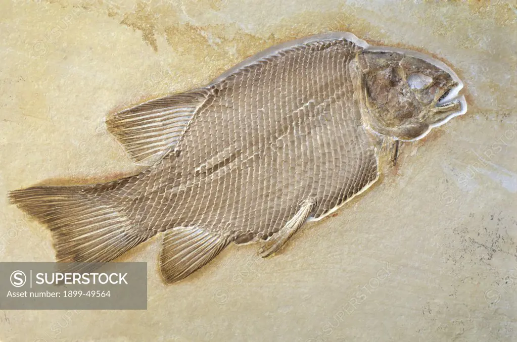 Fossilized moon-fish, 39cm in length. Eomesodon species. Upper Jurassic Solnhofen limestone. Solnhofen, Bavaria, Germany. Photographed under controlled conditions  (Specimen courtesy of Raimund Albersdoerfer, Germany).