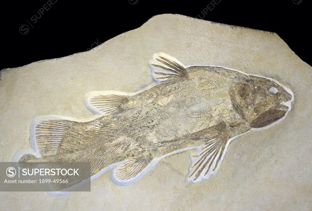 Fossilized coelacanth, 55cm long. Probably an undescribed species. Upper Jurassic Solnhofen limestone. Solnhofen, Bavaria, Germany. Photographed under controlled conditions  (Specimen courtesy of Raimund Albersdoerfer, Germany).