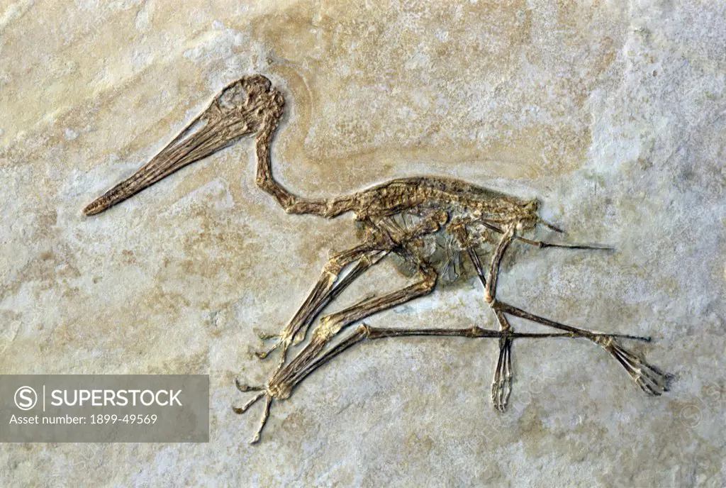 Fossil of a short-tailed pterosaur, a flying reptile. Pterodactylus kochi. Upper Jurassic Solnhofen limestone. Eichstaett, Germany. Photographed under controlled conditions  (Specimen courtesy of Raimund Albersdoerfer, Germany).
