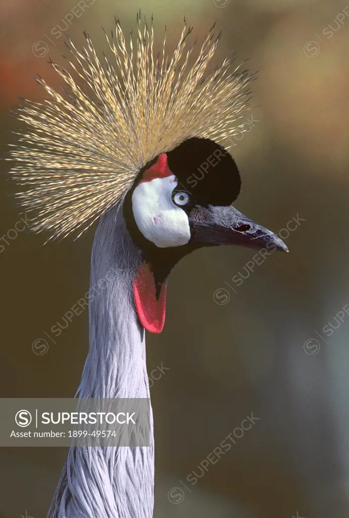 East African grey crowned crane, also known as the crested crane. Balearica regulorum gibbericeps. A declining subspecies due to habitat alteration and pesticide pollution. This is the national bird of Uganda. Edge of Lake Naivasha, Kenya, East Africa.