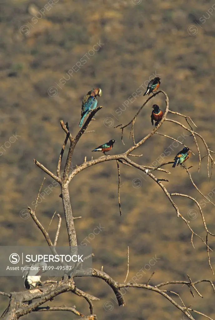 Mixed flock of birds, including a red-billed hornbill, superb starlings, and an Abyssinian roller. Tockus erythrorhynchus; Lamprotornis superbus; Coracias abyssinica. Samburu Game Reserve, Kenya, East Africa.