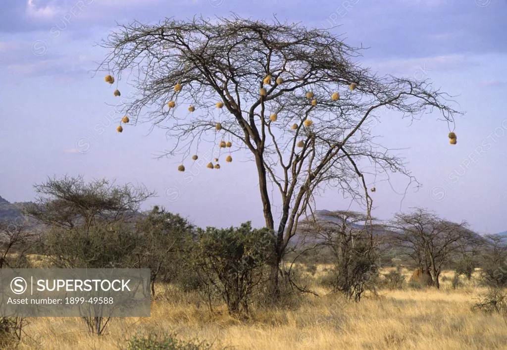 Black-capped social weaver nests in an acacia tree. Pseudonigrita cabanisi. Samburu Game Reserve, Kenya, East Africa.