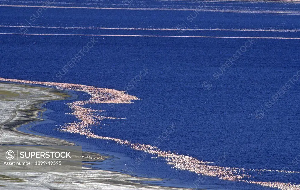 Aerial view of lesser flamingos in a shallow soda lake of East Africa's Great Rift Valley. Phoenicopterus minor. View from Baboon Cliff overlook. Lake Nakuru National Park, Kenya, East Africa.
