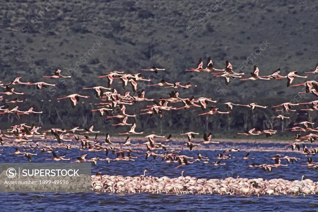 Flock of lesser flamingos in a shallow soda lake of East Africa's Great Rift Valley. Phoenicopterus minor. Lake Nakuru National Park, Kenya, East Africa.