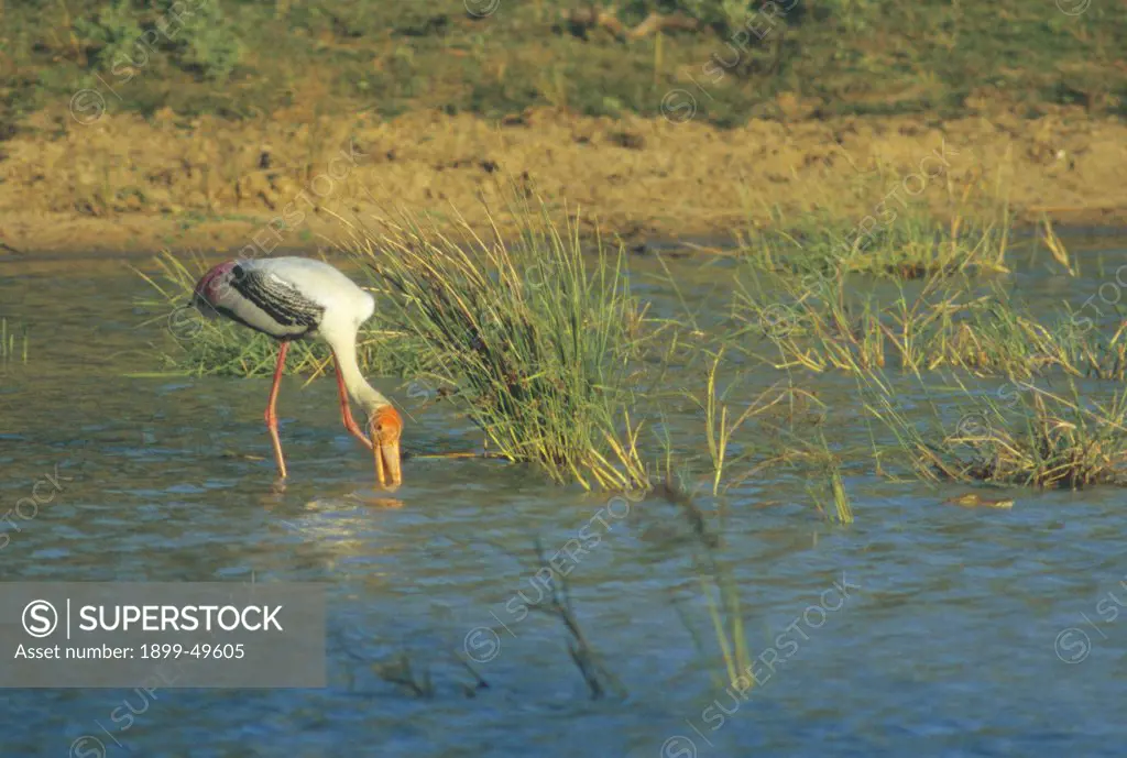 Painted stork hunts for fish by sweeping its half-open bill from side to side. Mycteria leucocephala. Yala National Park was hit hard by the tsunami of December 2004, although very few animal casualties were reported. Yala National Park, Sri Lanka.