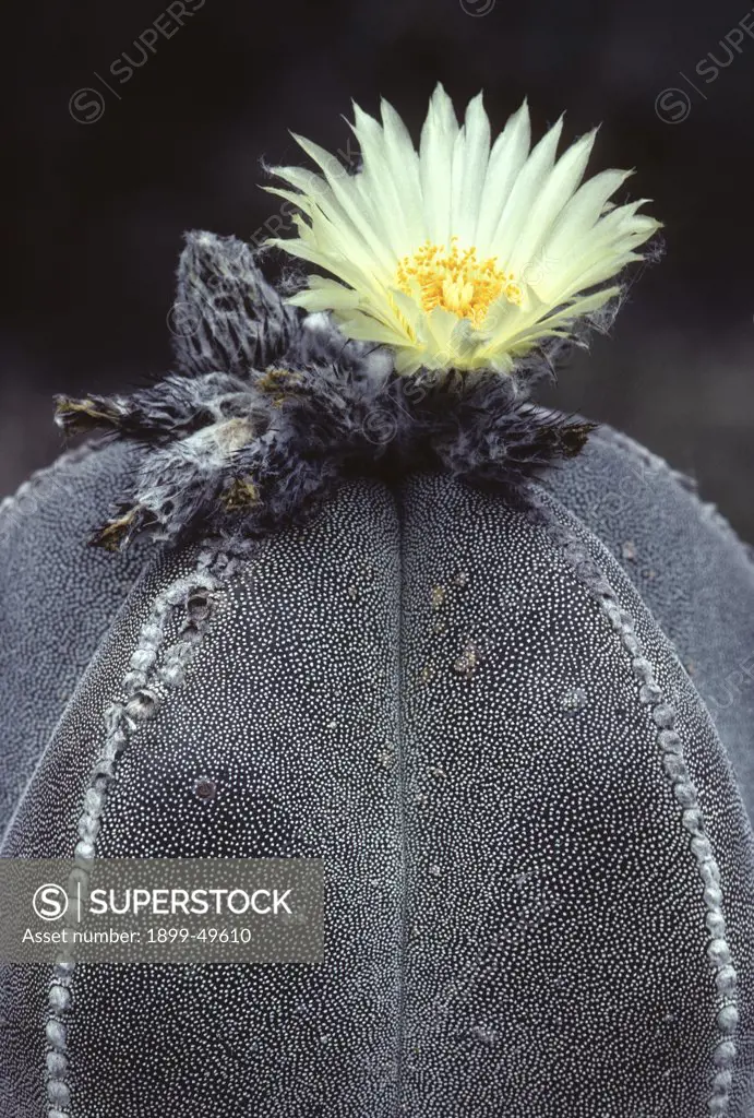 Flowering bishop's cap cactus. Astrophytum myriostigma. Synonyms include Echinocactus myriostigma and Astrophytum prismaticum. Native to northeastern and north-central Mexico. Garden in Tucson, Arizona, USA.