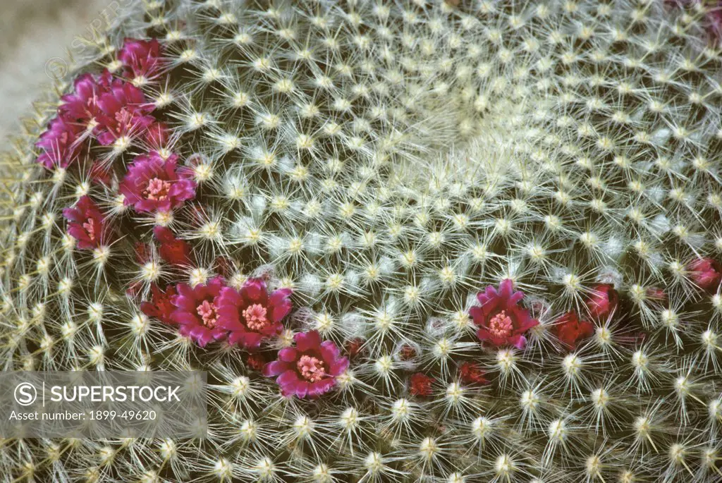 Flowering pincushion cactus. Mammillaria celisanas. Native to San Luis Potosi and Oaxaca, Mexico. Garden in Tucson, Arizona, USA.