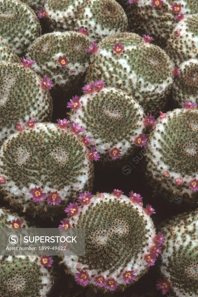 Cluster of flowering pincushion cacti. Mammillaria crucigera. Native to Mexico. Garden in Tucson, Arizona, USA.