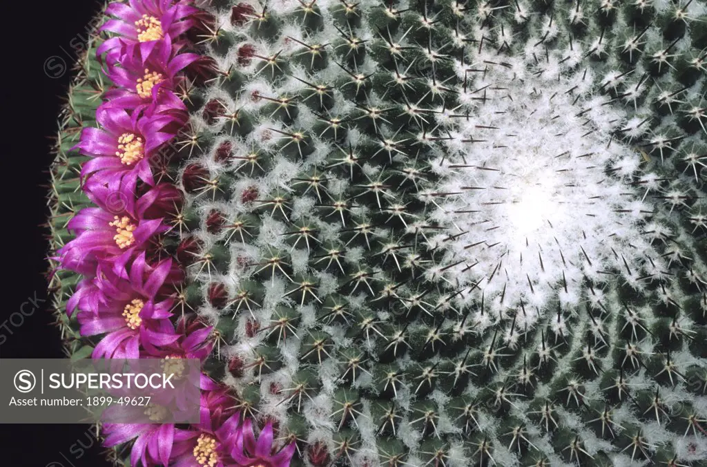 Flowering pincushion cactus. Mammillaria huitzilopochtli. Native to Oaxaca, Mexico. Garden in Tucson, Arizona, USA.
