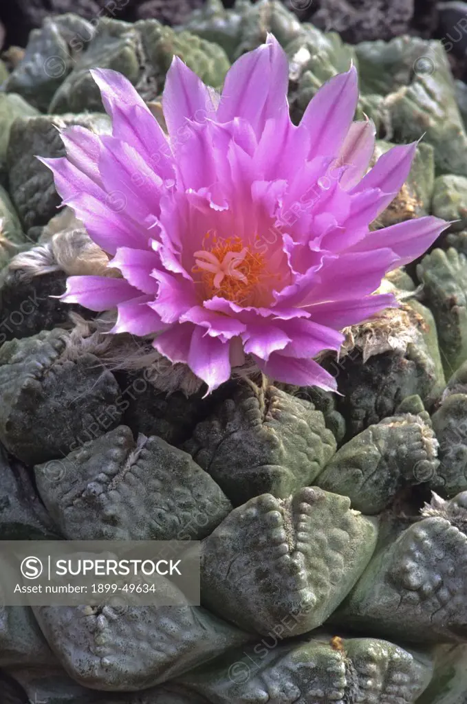 Flowering living rock cactus. Ariocarpus fissuratus lloydia. Like peyote, this is a psychoactive species of cactus. Native to northern Mexico and southwest Texas. Garden in Tucson, Arizona, USA.