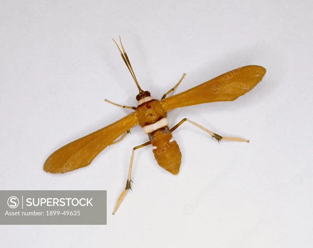 Wasp-moth, a species that mimics a wasp. Unidentified species in the Family Sesiidae. San Juan, Puerto Rico, USA. Photographed under controlled conditions