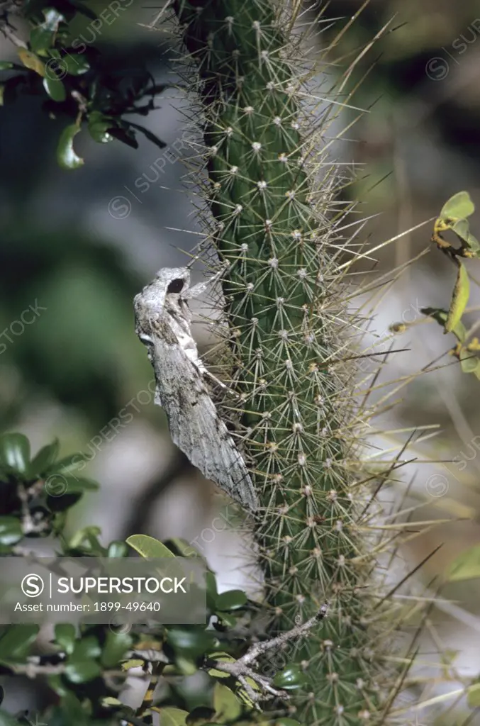 Adult sphinx moth (hawk moth) resting on a higo chumbo cactus plant. Pseudosphinx tetrio on Harrisia portoricensis. Native to subtropical areas of the New World; larva feeds on frangipani plants of the genus Plumeria. Mona Island, Puerto Rico, USA.  See larvae in PRM-0060 and PRM-0061, and pupa in PRM-0062.