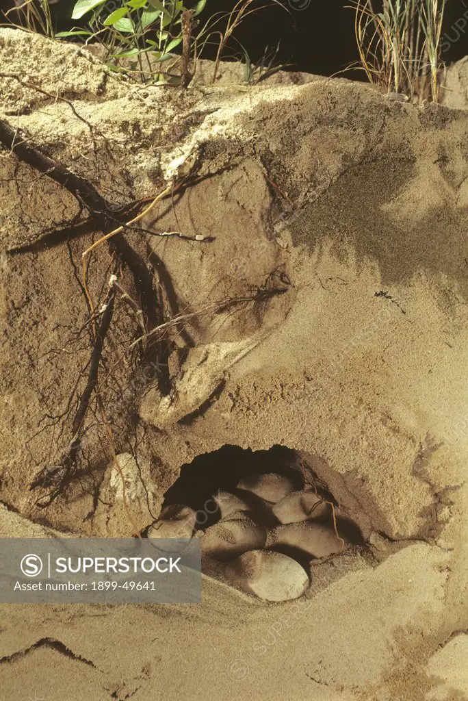 Cutaway view of a Mona Island iguana nest with soft-shelled eggs about to hatch. Cyclura cornuta stejnegeri. Synonym: Cyclura stejnegeri. This species is endemic to Mona Island. Note the underground air pocket left over the eggs, critical to hatching success. Mona Island, Puerto Rico, USA. Photographed under controlled conditions
