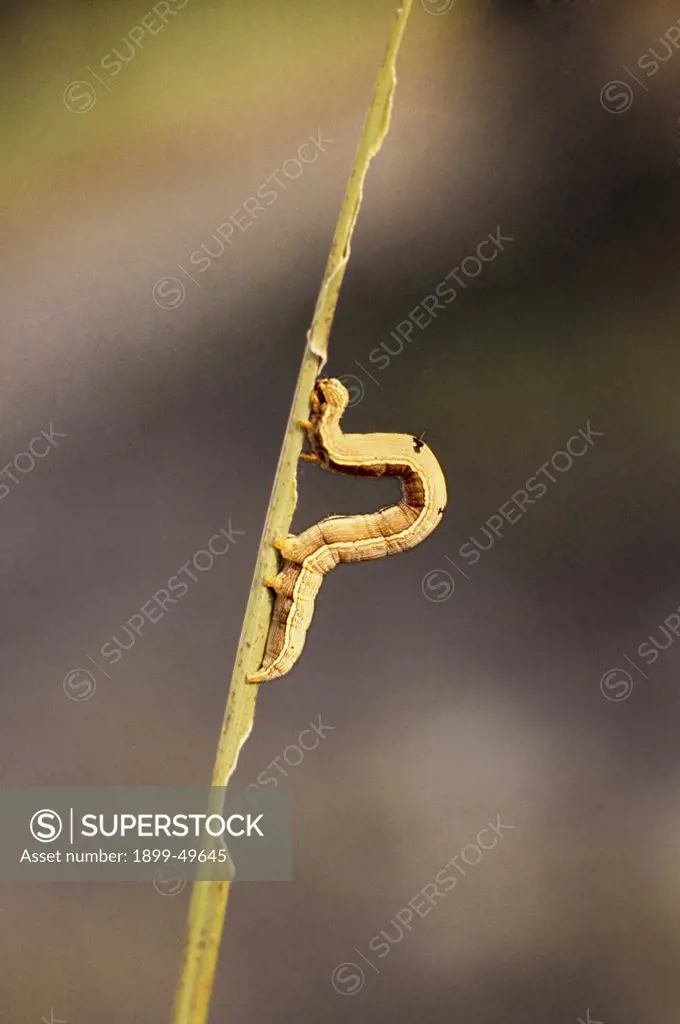 Noctuid moth caterpillar, an inchworm, on grass stem. Mocis species. Mona Island, Puerto Rico, USA.