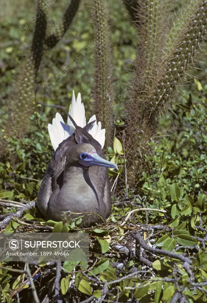 Brown color morph of the red-footed booby bird, on nest. Sula sula sula. North coast of Mona Island, Mona Passage, Commonwealth of Puerto Rico, USA.