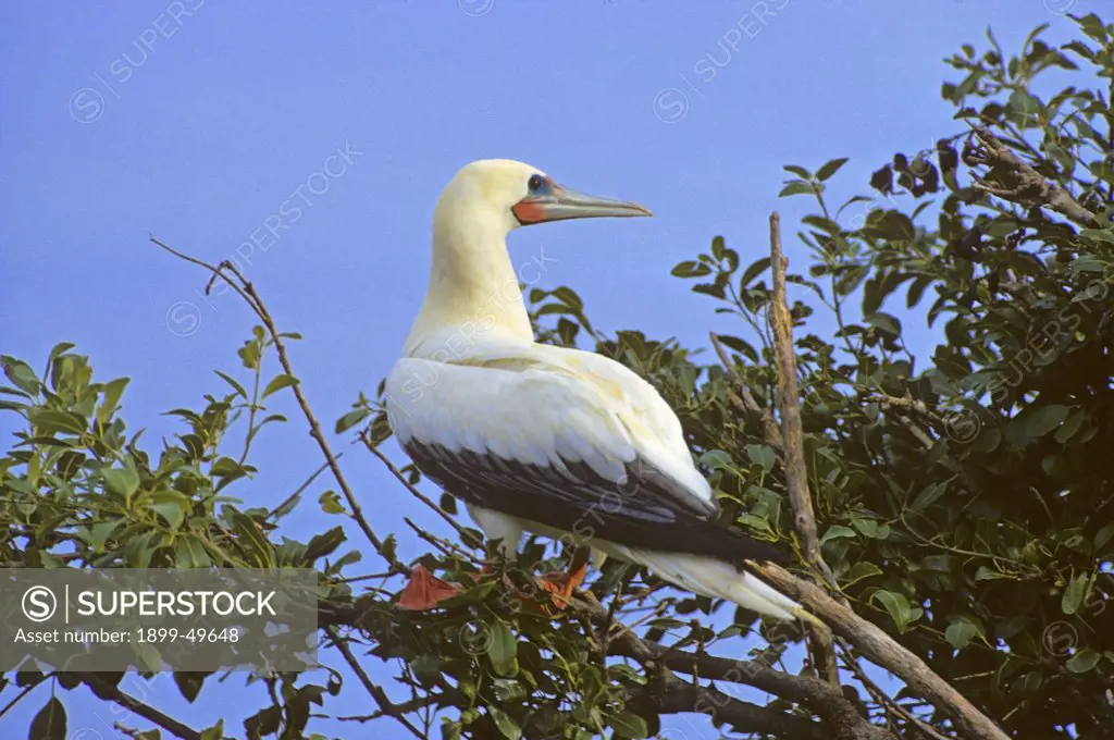 White color morph of the red-footed booby bird. Sula sula sula. North coast of Mona Island, Mona Passage, Commonwealth of Puerto Rico, USA.  See PRM-0115, the brown color morph of this species.