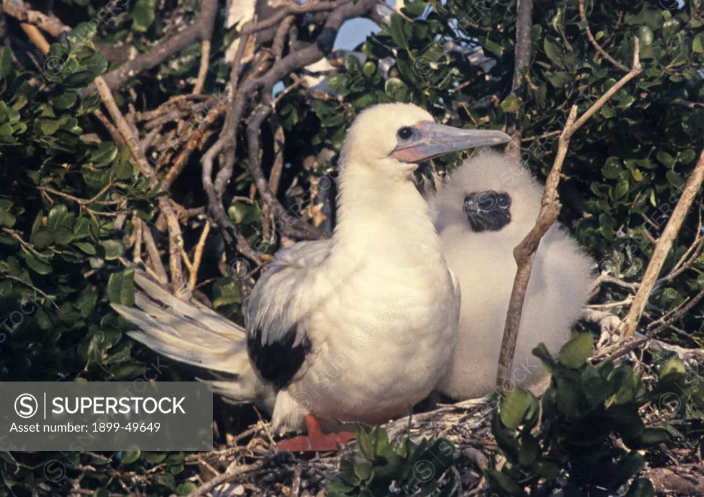 White color morph of red-footed booby with downy chick. Sula sula sula. North coast of Mona Island, Mona Passage, Commonwealth of Puerto Rico, USA.  See PRM-0115, the brown color morph of this species.
